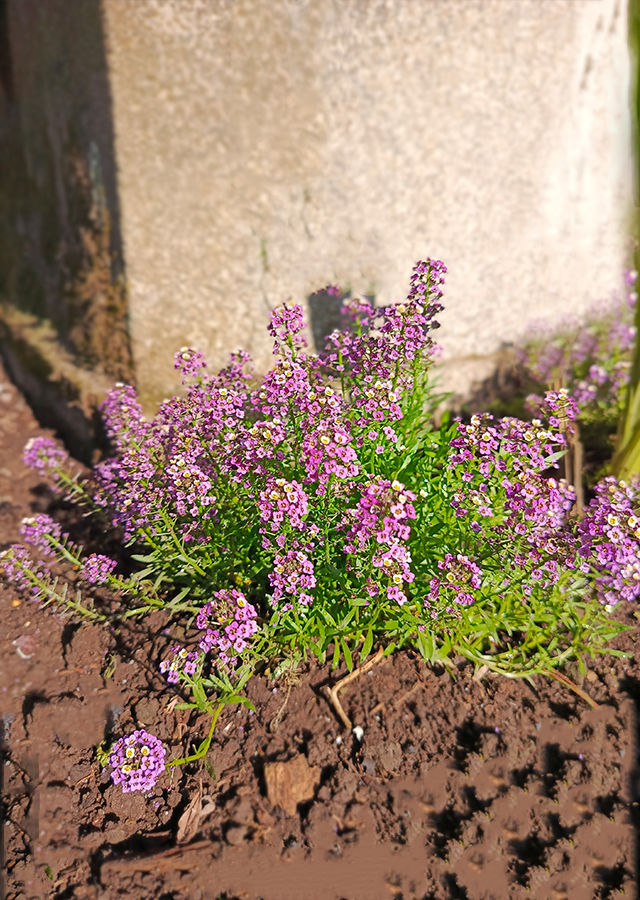 Alyssum