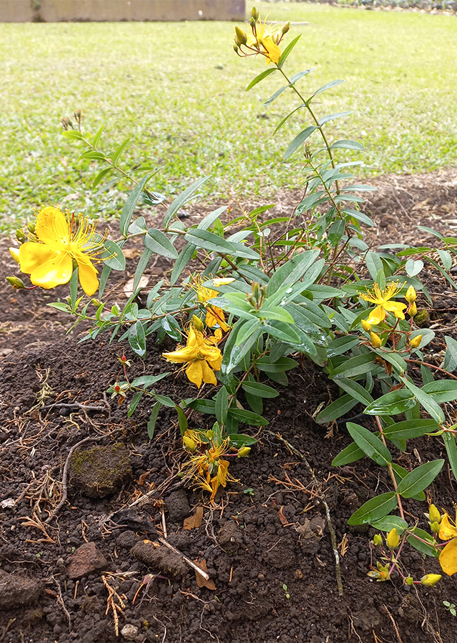 St. John's Wort