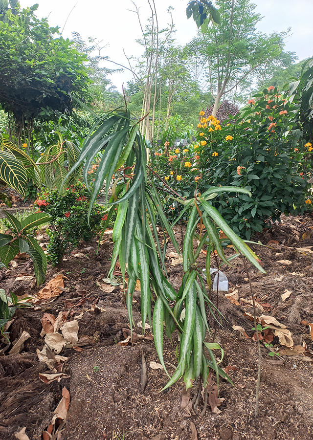 Soka Hutan