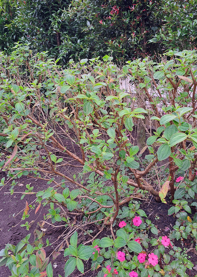 Tibouchina