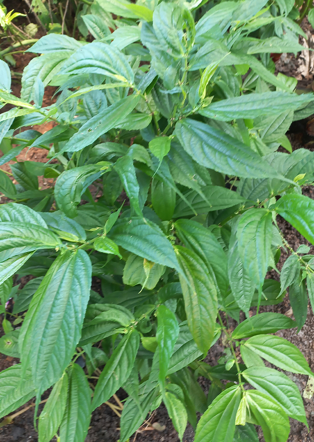 Bayam Hutan