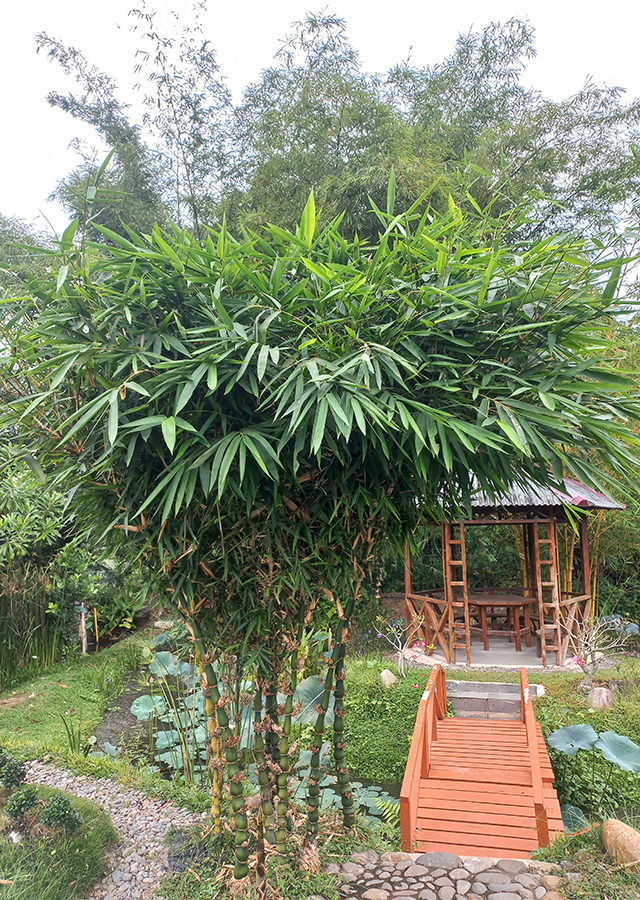 Bambu Budha