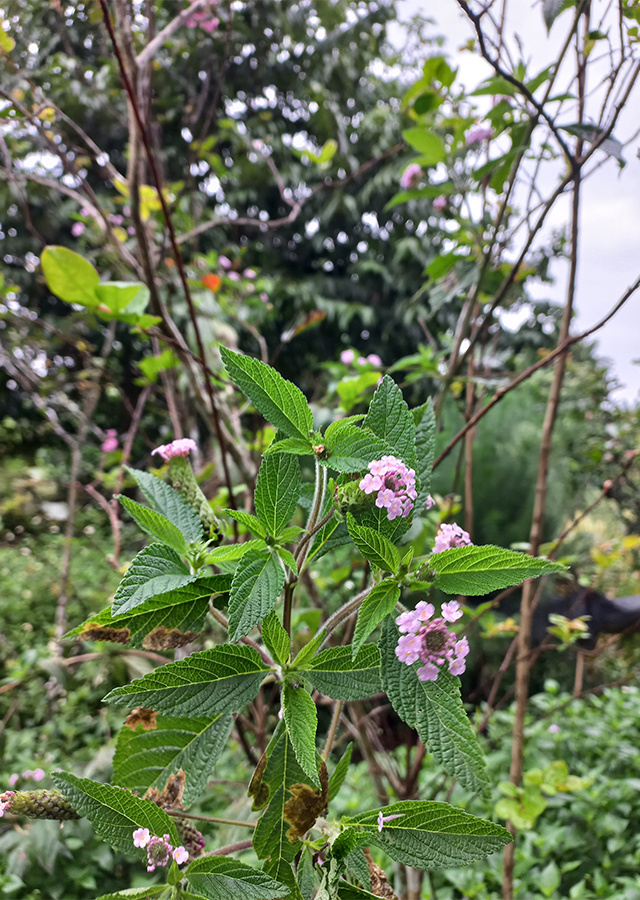 Verbena Perdu