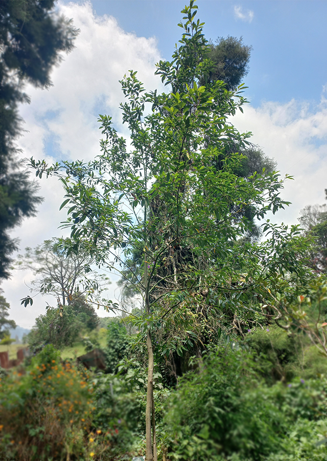 Antarasa