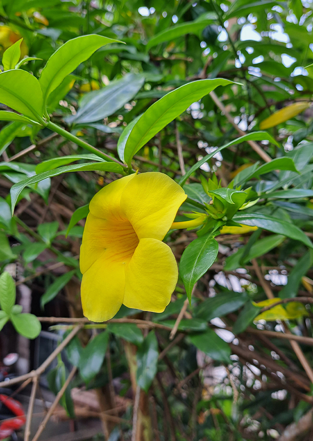 Alamanda Buah