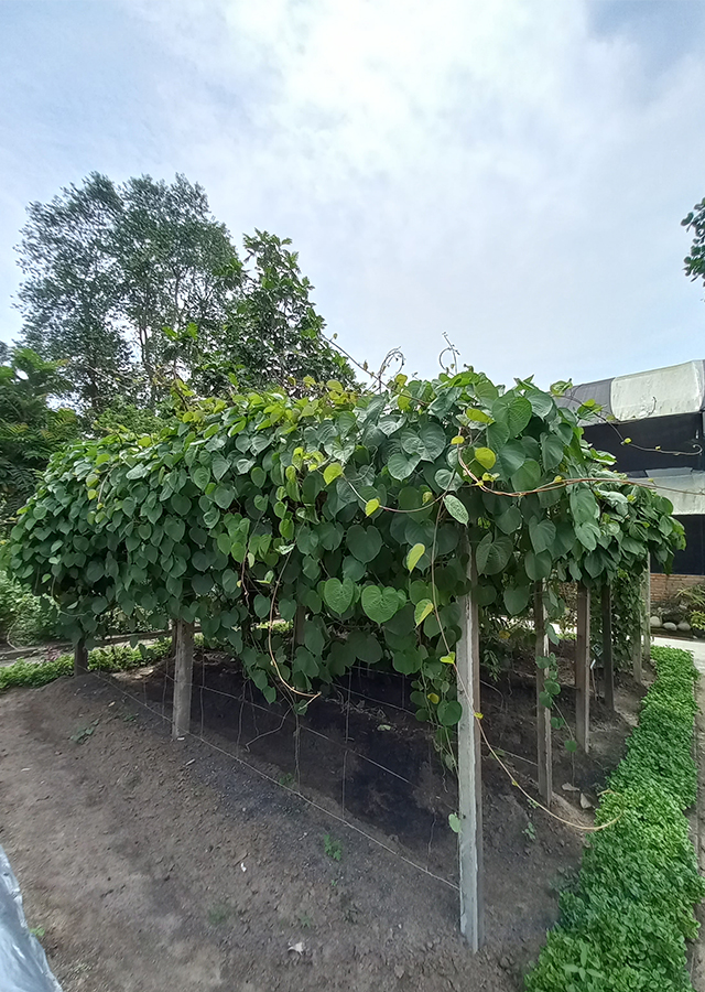 Bidara Upas