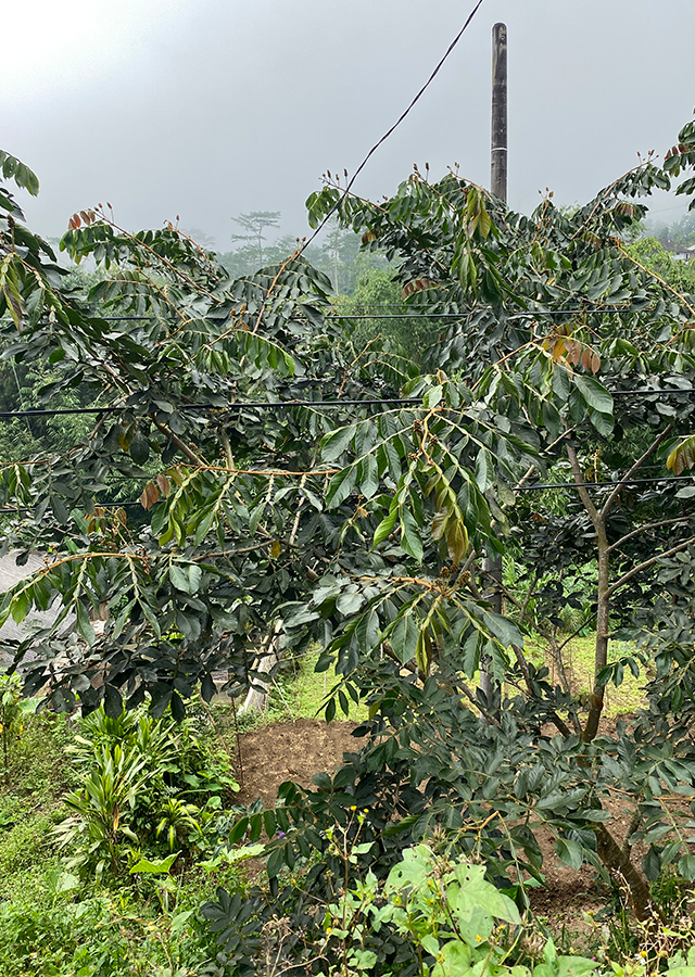Buah Salju
