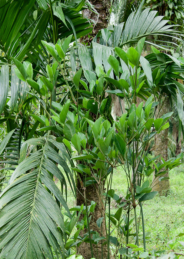 Bamban