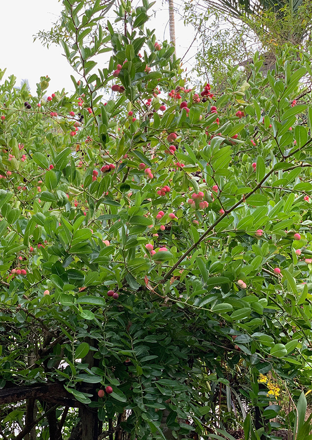 Buah Renda