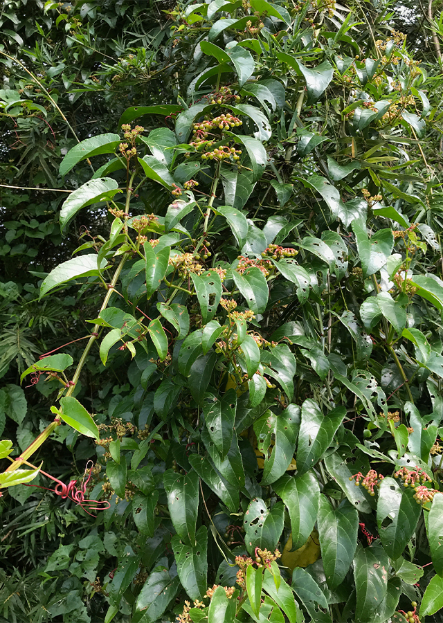Anggur Hutan