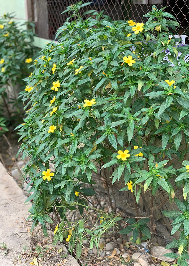 Bunga Pukul Delapan
