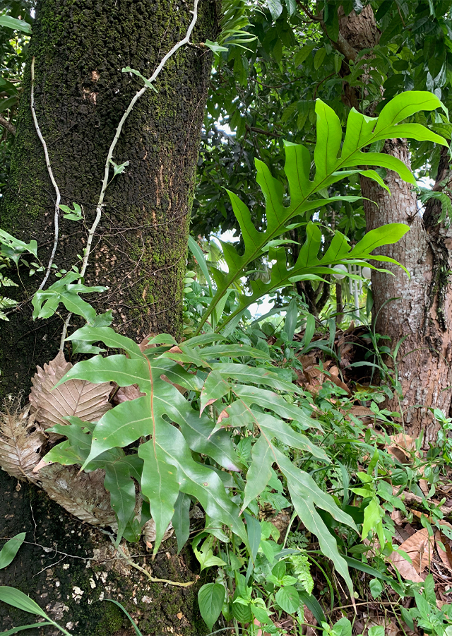 Akar Kusu
