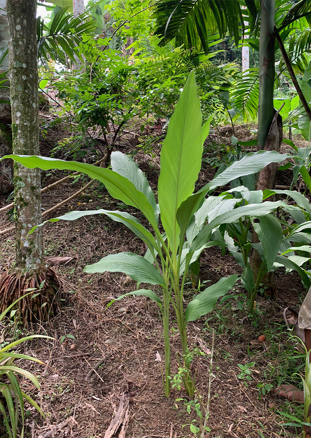 Temu Mangga