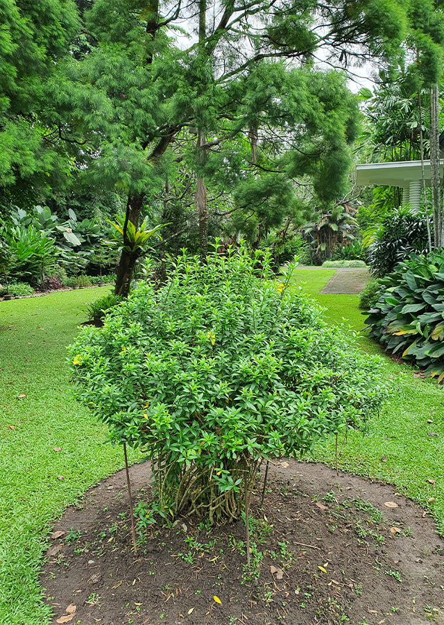 Alamanda