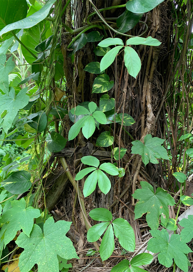 Uwi Daun Lima