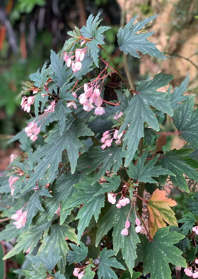Begonia