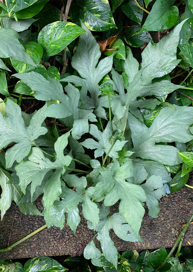 Anthurium Konde
