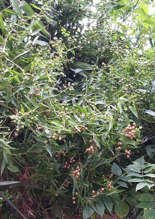 Bambu Rambat