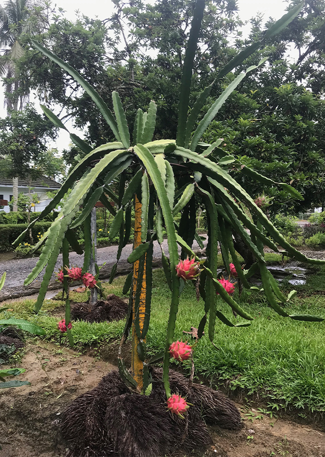 Buah Naga