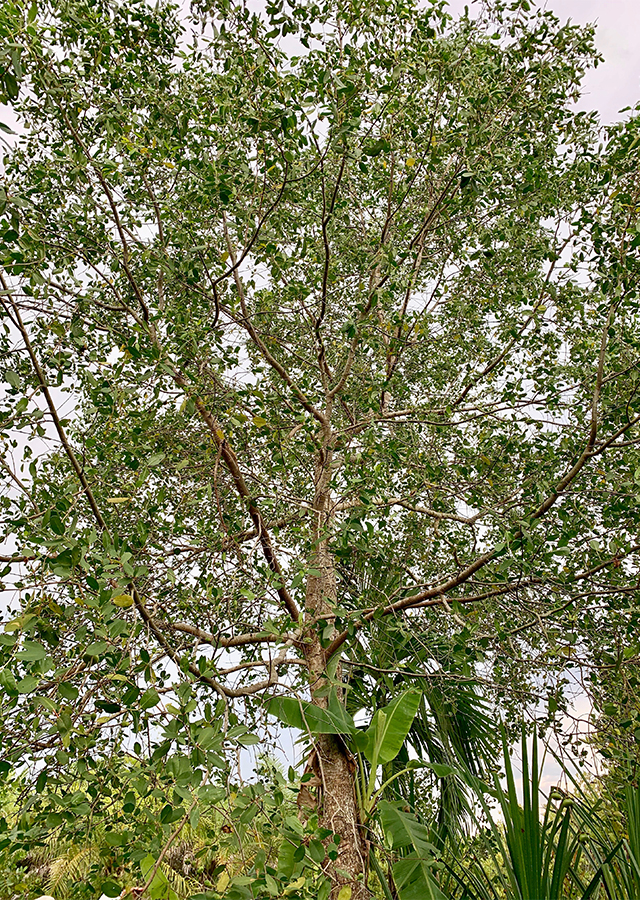 Apel Mangrove
