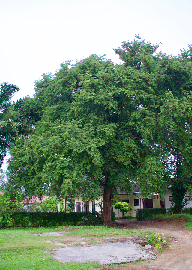Asam Jawa