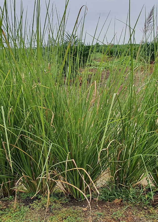 Akar Wangi Vetiver