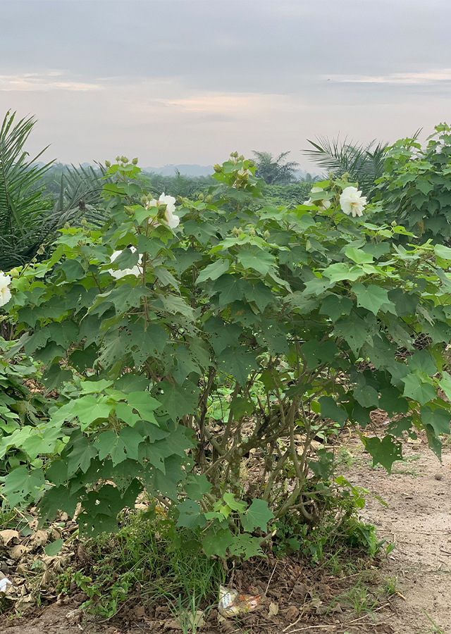 Waru Landak