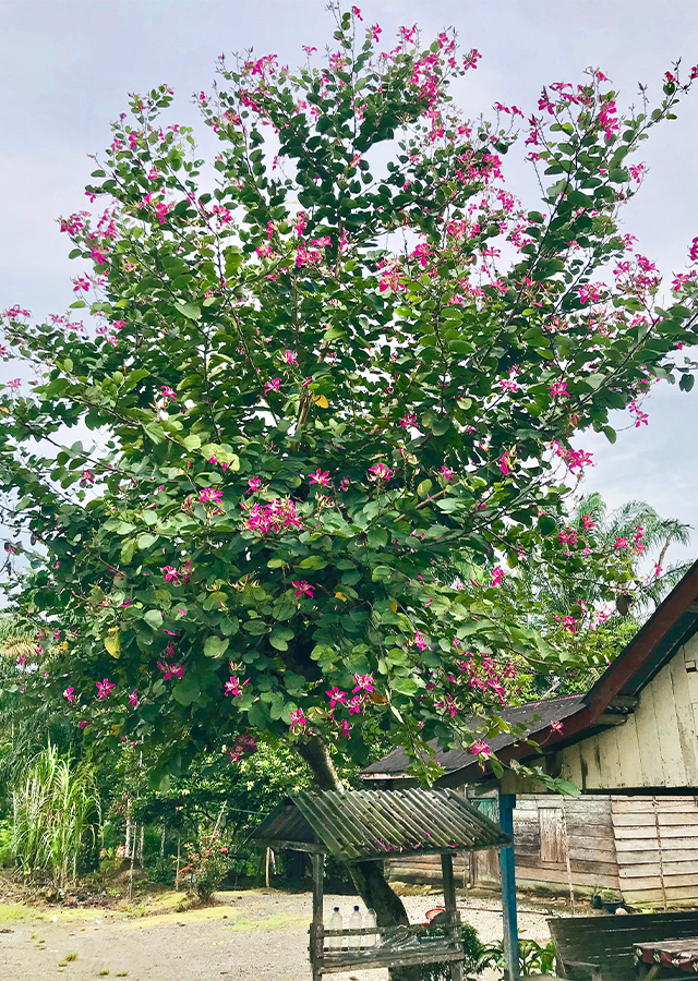 Bunga Kupu-Kupu