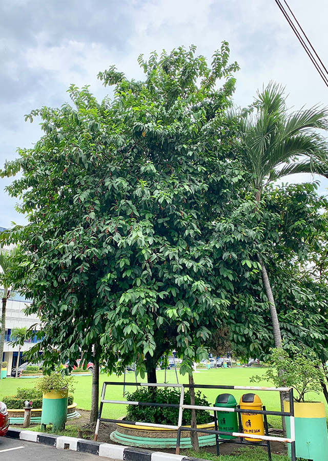 Buah Buni