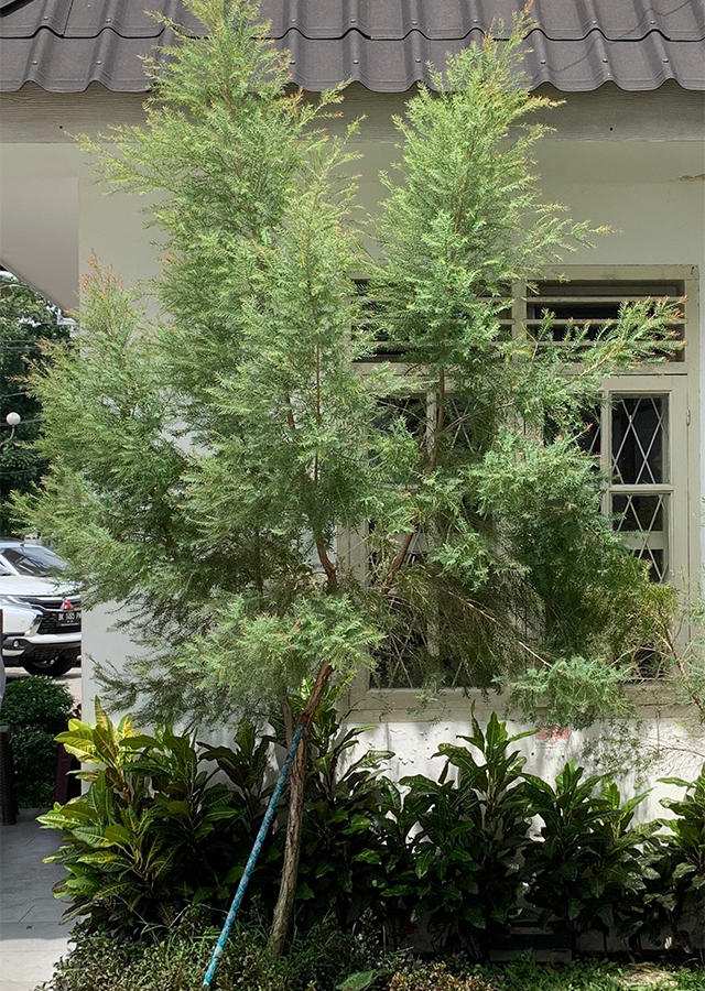 Tea tree