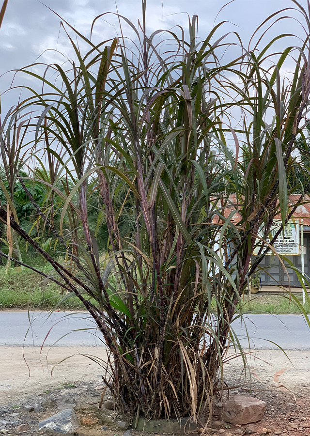 Tebu Hitam