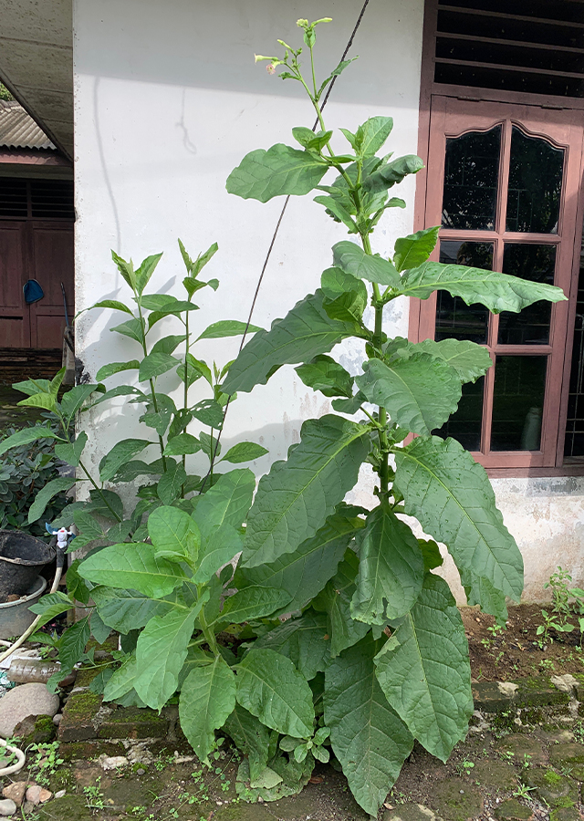 Tembakau