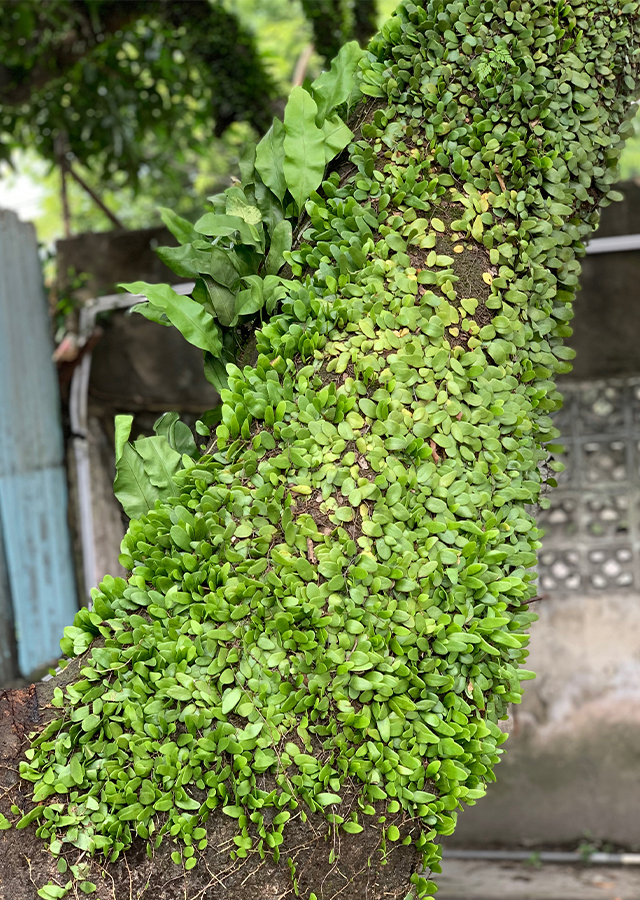 Sisik Naga