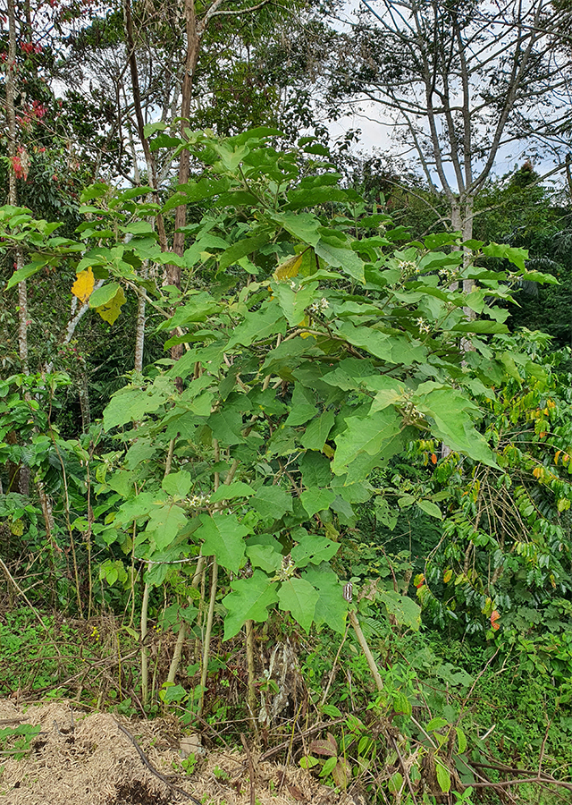 Tekokak