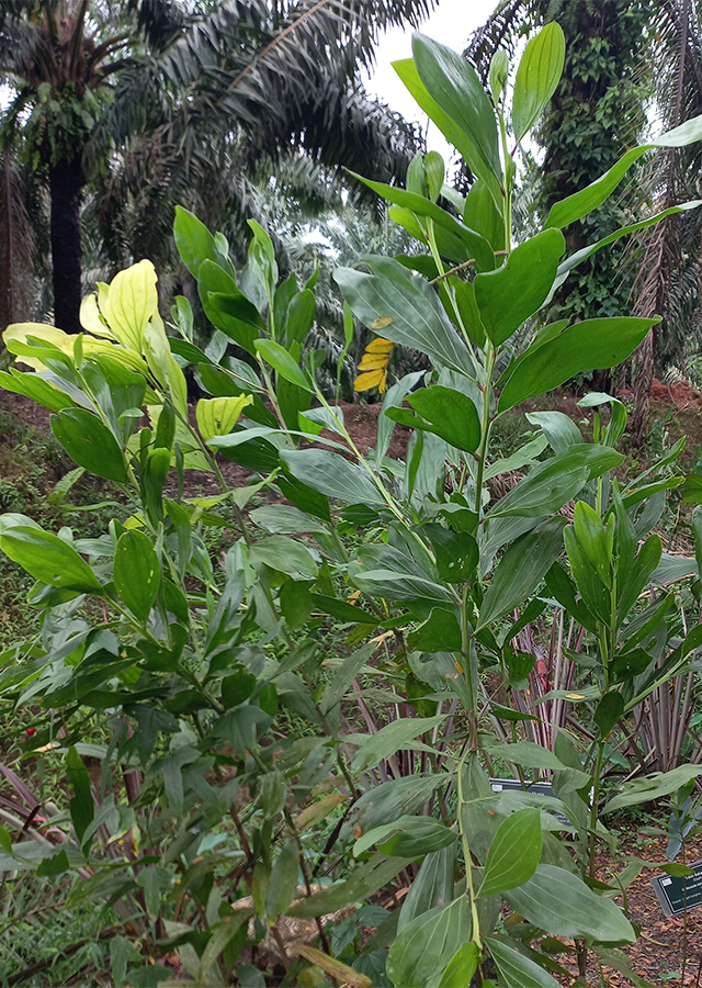 Akasia