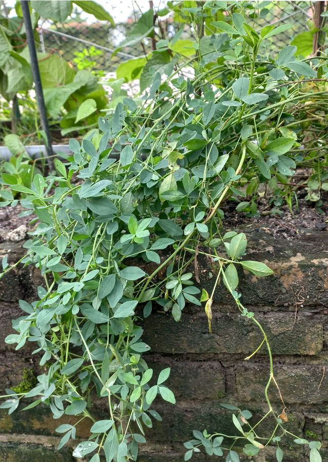 Alfalfa