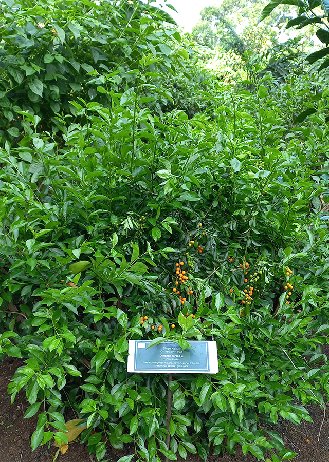 Sinyo Nakal