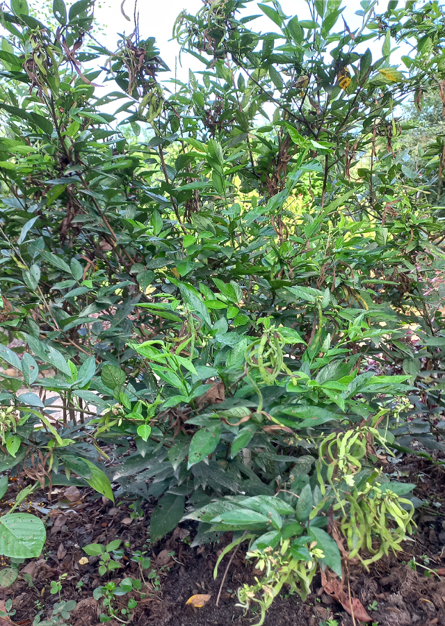 Buak cau