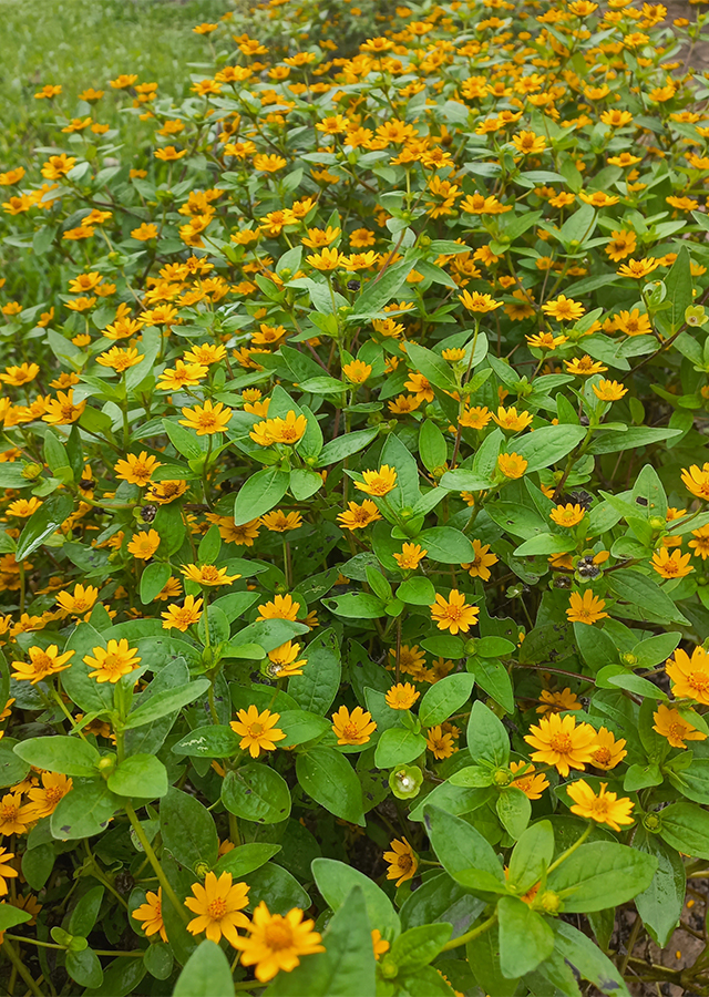 Bunga Matahari Kecil