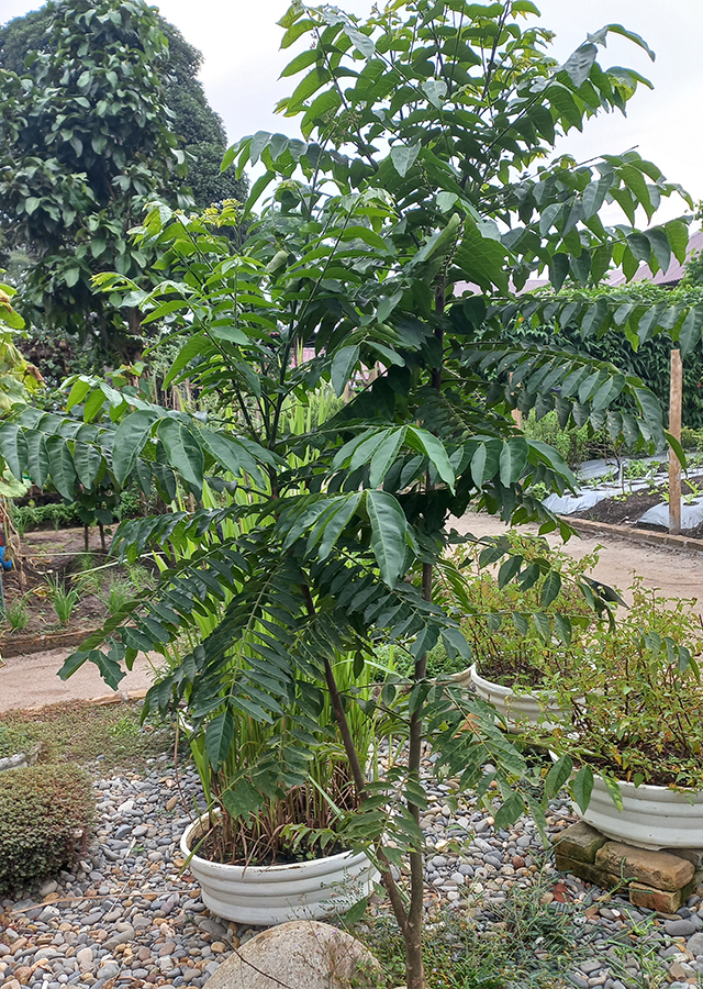 Tikusan