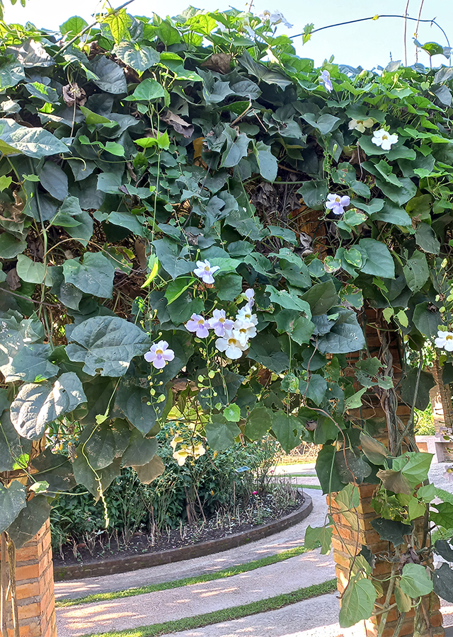 Thunbergia