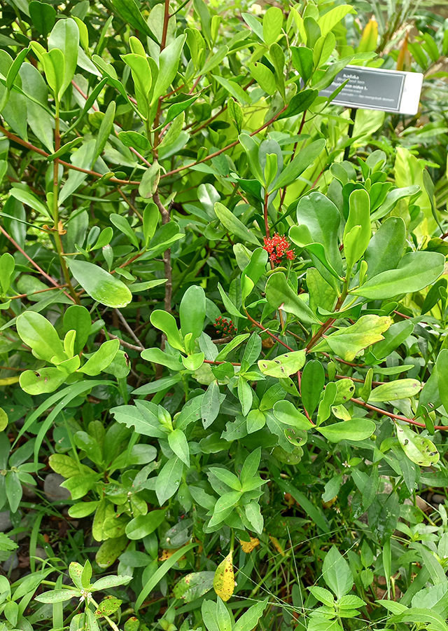 Taruntum Merah