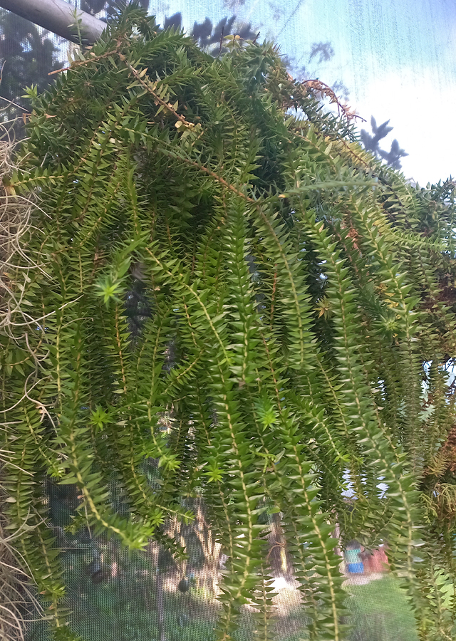 Taratinggi