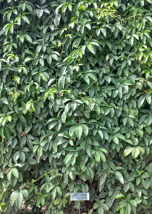 Bantengan