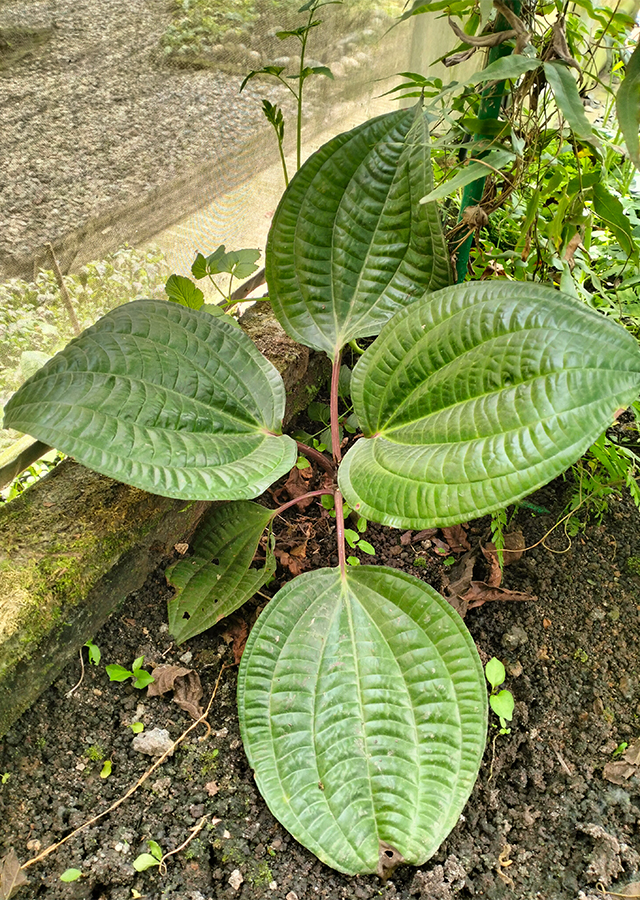 Tapak Sulaiman