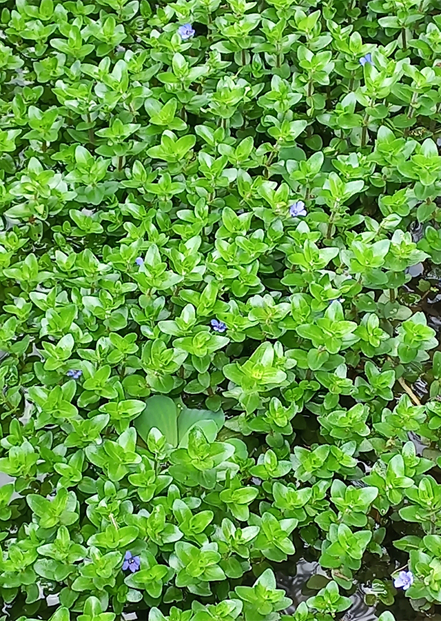 Blue Water Hyssop