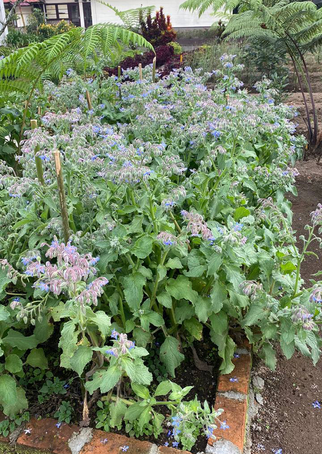 Borage
