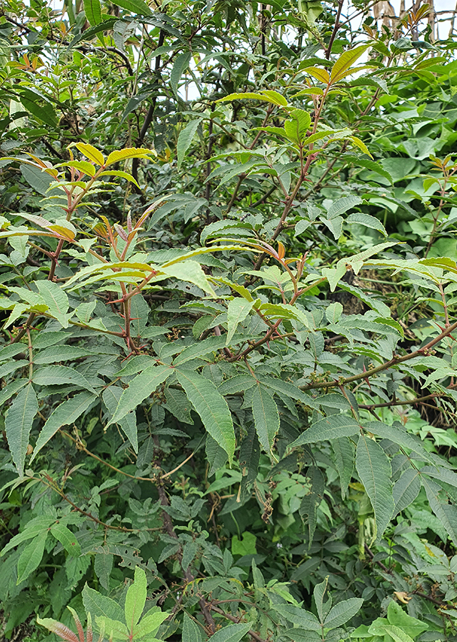 Andaliman