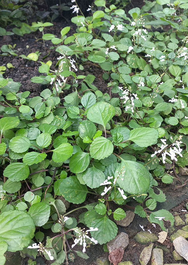 Swedish Ivy
