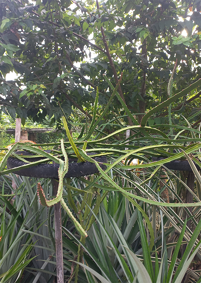 Buah Naga Kuning